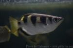 Banded archerfish