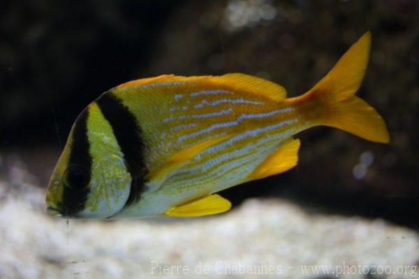 Porkfish