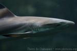 Blacktip reef shark