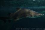 Sand tiger shark