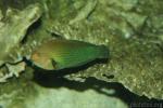 Indonesian dusky wrasse