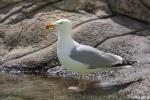 European herring gull