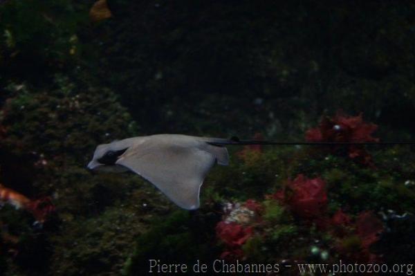 Common eagle ray