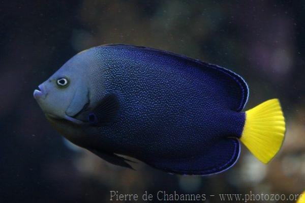 Bluespotted angelfish