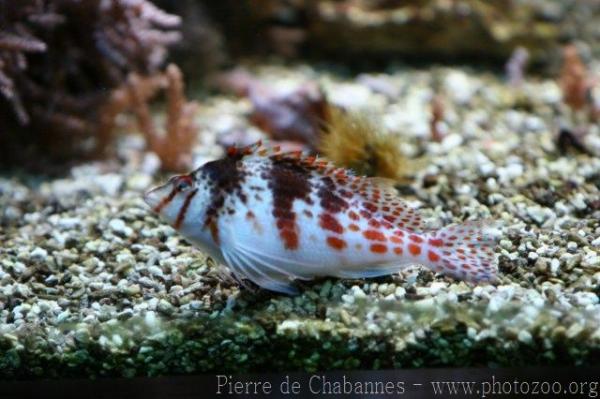 Dwarf hawkfish