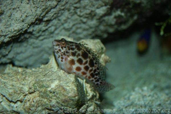 Coral hawkfish