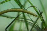 Snake pipefish