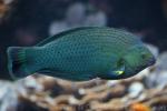 Indo-Pacific dusky wrasse