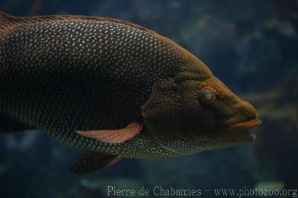 Ballan wrasse