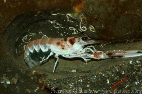 Norway lobster