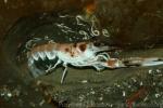 Norway lobster