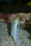 Yellowhead jawfish