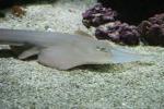 Giant guitarfish