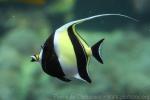 Moorish idol