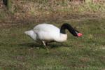 Black-necked swan