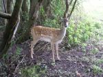 Persian fallow deer *