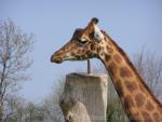 Kordofan giraffe