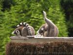 Ring-tailed lemur