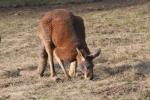 Red kangaroo