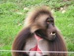 Gelada