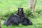 Spectacled bear