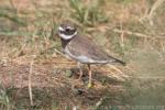 Common ringed plover