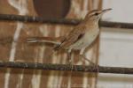 Rufous scrub-robin