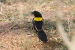 Yellow-mantled widowbird