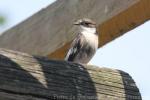 European pied flycatcher