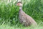 Yellow-necked francolin