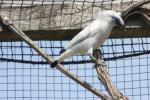 Bali myna