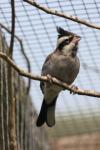 Black-crested finch