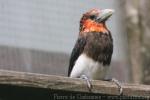 Brown-breasted barbet