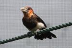 Brown-breasted barbet