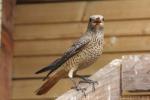 Common rock-thrush