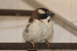 White-browed sparrow-weaver *