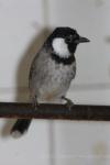 White-eared bulbul