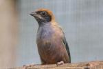 Burnished-buff tanager