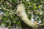 Green turaco