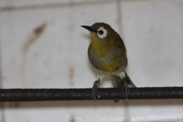 African montane white-eye