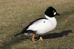 Common goldeneye