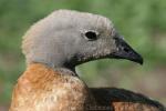 Ashy-headed goose *