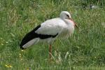 Eurasian white stork