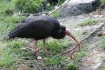 Northern bald ibis