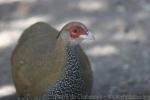 Berlioz silver pheasant