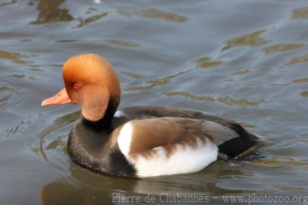 Red-crested pochard