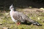 Crested pigeon