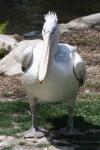 Dalmatian pelican