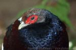 Hume's pheasant *