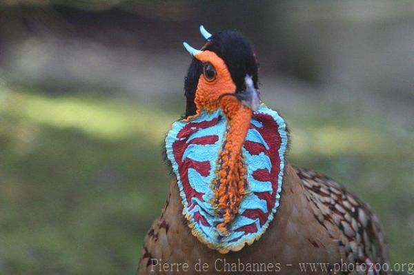 Cabot's tragopan